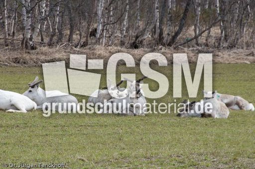 Rentier (7 von 8).jpg